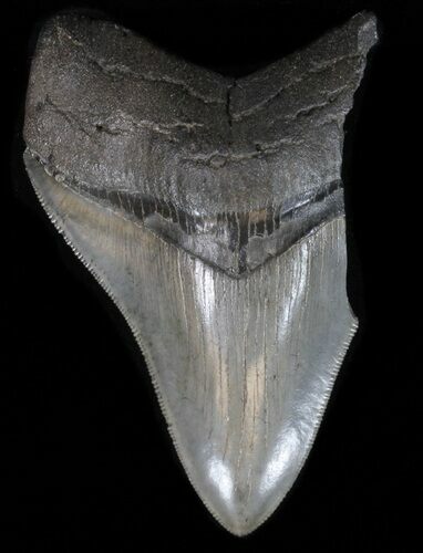 Partial, Serrated Megalodon Tooth - South Carolina #39260